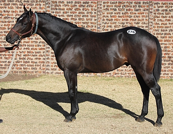 A.P. Answer colt from Scott Bros, sells for R100 000. Image: Candiese Marnewick