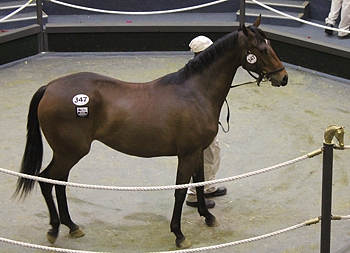 Bush Hill Stud's Mullins Bay filly, sold for R70 000. Image: Candiese Marnewick