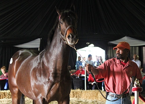 Tiger Territory passing through the 2012 Suncoast KZN Yearling Sale for a record-breaking R1,1 million. Image: Candiese Marnewick.