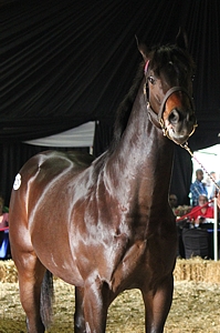 Tiger Territory, Higlands Farm record-breaker sold for R1,1 million. Image: Candiese Marnewick