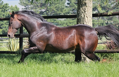 Tropical Empire at Yellow Star Stud. Image: Candiese Marnewick
