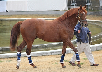 A.P. Arrow at the Investec Summerhill Stallion Day for 2012. Image: Candiese Marnewick