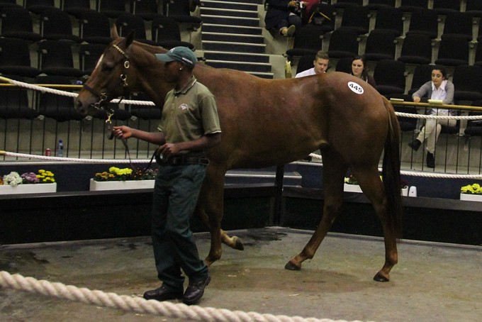 National Yearling Sale - Final Day Results