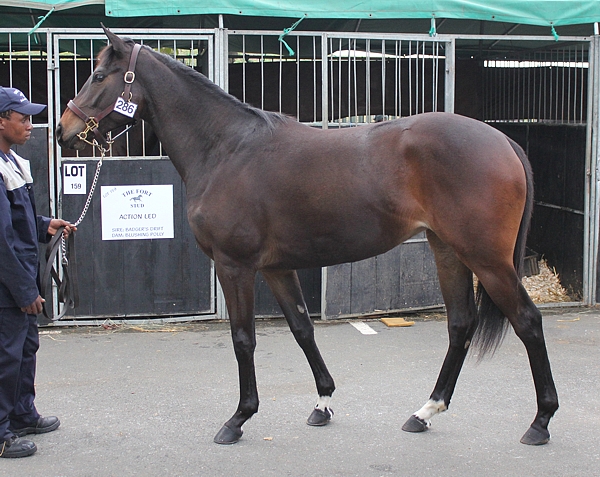 Green Crest pictured at the 2013 KZN Yearling Sale, consigned by The Fort Stud. Image: Candiese Marnewick