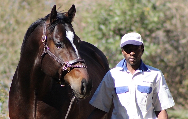 Redoute's Promise at Bush Hill Stud. Image: Candiese Marnewick