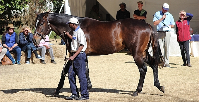 Redoute's Promise at the recent Bush Hill Stud Stallion Day. Image: Candiese Marnewick