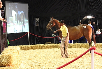 First Day Results Of The KZN Yearling Sale 2013