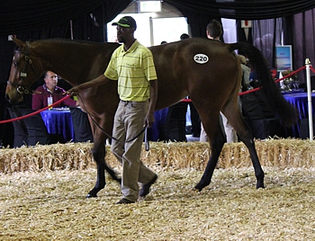 Rathmor Stud's Lot 220 by Silvano sells for R200 000. Image: Candiese Marnewick