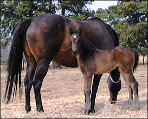 Filly by Tropical Empire, out of It's Playtime by Camden Park. Image: Yellow Star Stud