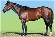 Just As Well - Spring Valley Stud