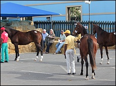 Waiting to enter the sales ring