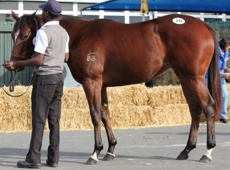 Unnamed Orotorio filly from Burwell Stud, was top priced KZN yearling sold for R280 000