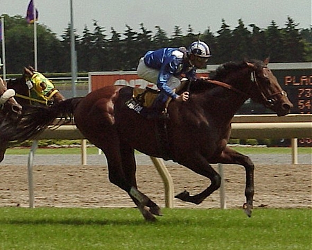 Kahal as a racehorse.