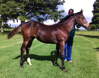 Lock Him Up (Fort Beluga - I Said Hey by Alami) pictured as a weanling. Image: Spring Valley Stud