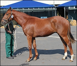Lot 242, 10Gleaming Sovereign, Spring Valley Stud. Image: Candiese Marnewick