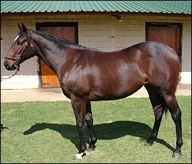 Lot 302, top-priced KZN-bred filly for the second day from Clifton Stud, half-sister to Fort Vogue. Image: Clifton Stud