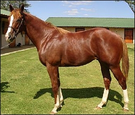 Clifton Stud National Yearlings 2012