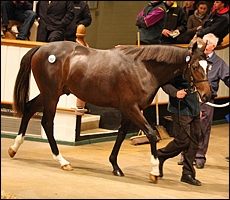 Lot 557, sold for 2.5 million gns, by Galileo(IRE) out of Funsie by Saumarez(GB). Image: Coolmore Stud