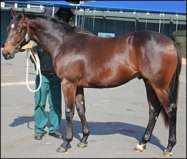 Lot 61, Sol's Choice, Spring Valley Stud. Image: Candiese Marnewick