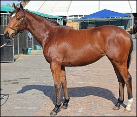 Lot 73, 10Olympic Coup, Yellow Star Stud. Image: Candiese Marnewick
