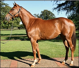 Backworth Stud's daughter of Admire Main, Too Much Fun, sold for R140 000. Image: Backworth Stud