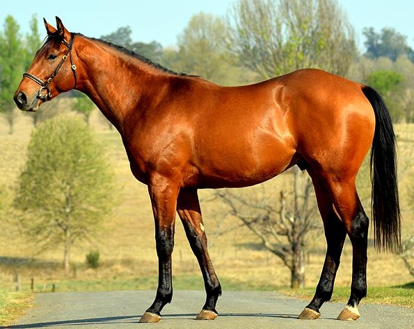 Lot 94 Ebony Knight, top priced KZN Bred colt sold for R800 000. Image: Summerhill Stud