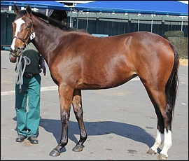 Lot 9, 10How Bizare, Spring Valley Stud. Image: Candiese Marnewick