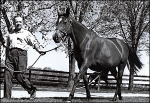 Natalma, the dam of Northern Dancer and Spring Adieu - both responsible for descendants such as Danehill and many more Champions. Natalma established a powerful dynasty through her son - possibly the greatest sire that ever lived - Northern Dancer.