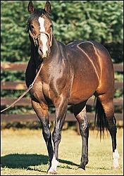Champion Broodmare-sire Northern Guest, who stood his entire breeding career at Summerhill Stud. Image: Summerhill Stud