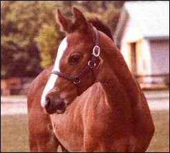 Northern Guest as a foal. Image: Summerhill Stud