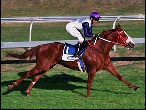 Thunderflash, by Bezrin, bred by Hadlow Stud. Note the 'Bezrin splash' on his hindleg