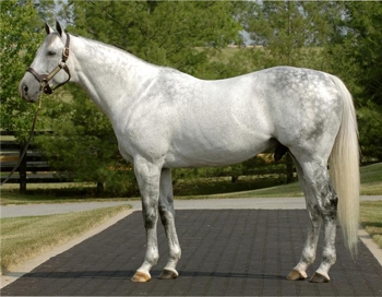 Unbridled's Song. Image: Taylor Made Farms.