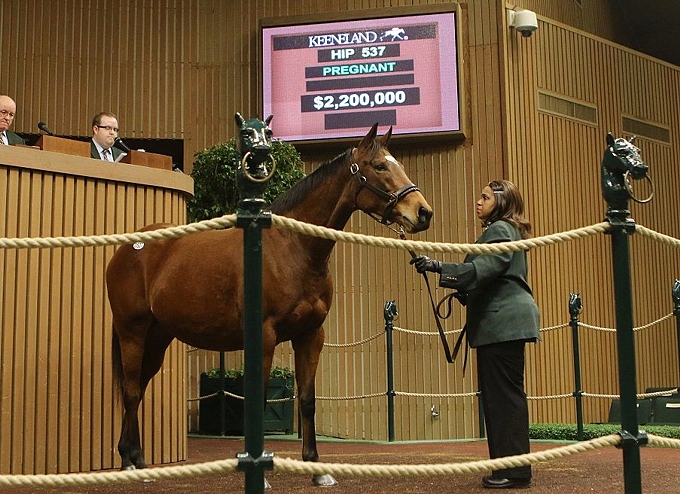 Up, a Galileo grand-daughter of Spectrum selling at Keeneland for $2.2million. Image: Keeneland