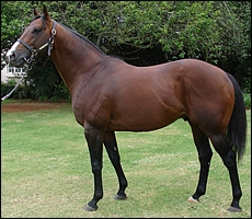 A.P. Answer, Clifton Stud. Image: Clifton Stud