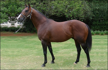 A.P. Answer, Clifton Stud. Image: Clifton Stud