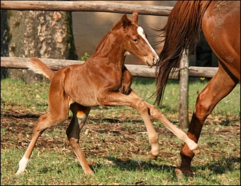 Colt foal by Western Winter out of Blue Lace Agate. Image: Ian Todd