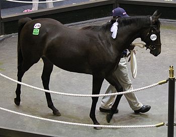 Bold Pocahontas sells for R500 000. Image: Candiese Marnewick.