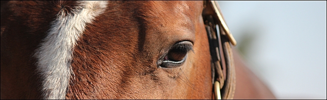 The eye of a stallion that cost $2.4 million US dollars as weanling, Carpocrates at Middlefield Stud. Image: Candiese Marnewick