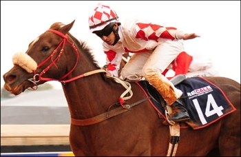 Caryl's Law, by Newton, now included in the running of the Gr 2 Emerald Cup on Thursday. Image: sportingpost.co.za