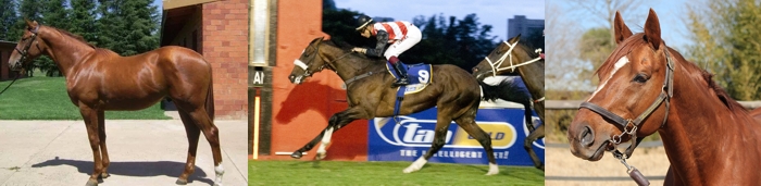 Centennial as yearling - Image: Carly Gough. Pearly King winning at Greyville in Feburary 2013 - Image: Gold Circle. Modus Vivendi at Hadlow Stud: Image: Candiese Marnewick