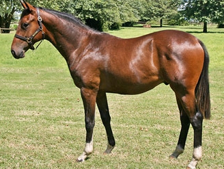 Count Me Lucky, as a yearling at Backworth Stud. (Photo : Backworth Stud)
