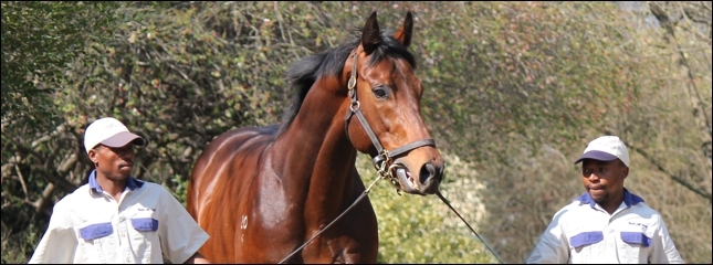 Curved Ball(AUS), the first son of Australian champion sire Fastnet Rock at stud in South Africa, on parade at Bush Hill Stud. Image: Candiese Marnewick