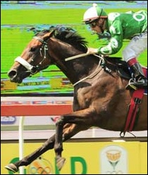 KZN Breeders Horse Of The Year and 2011 Sansui Summer Cup winner Dancewiththedevil