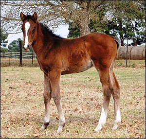 Spectrum colt out of Duplicate by Our Casey's Boy. Image: Yellow Star Stud