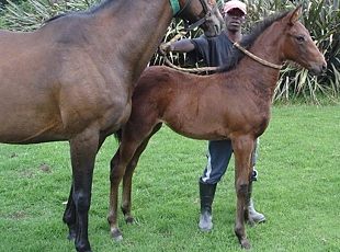 King's Chapel filly out of Fields Of France by Val de Bois. Image: Brad McHardy