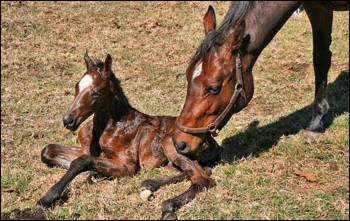 The photo shows the strapping colt at just half an hour old. Image: Ian Todd