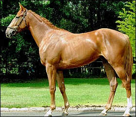 Lot 45 a filly by Ravishing out of Gentle Breeze(USA) by Cozzene(USA), named Umoyana. Image: Summerhill Stud