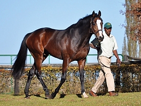 Golden Sword stood his first season at Summerhill this year. Image: Summerhill Stud