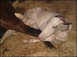 Gran Blanco at birth - Rathmor Stud