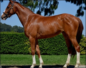 Yamas, out of Greet The Greek(SNL) by Lichine(USA). A half-sister to seven winners. Image: Summerhill Stud.